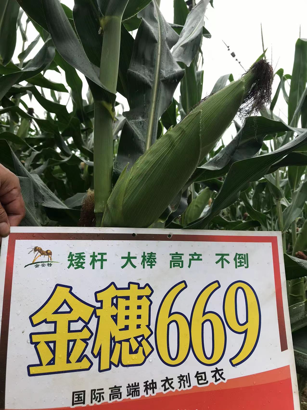 金穗669